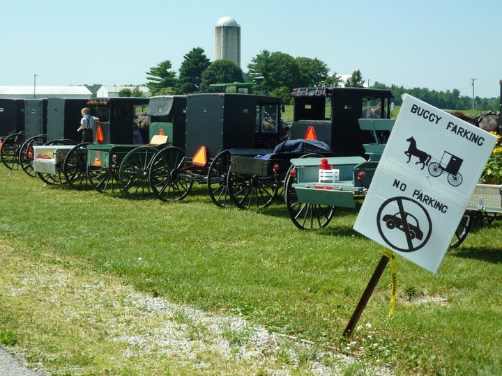 Amish buggies at gathering